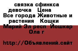 связка сфинкса. девочка › Цена ­ 500 - Все города Животные и растения » Кошки   . Марий Эл респ.,Йошкар-Ола г.